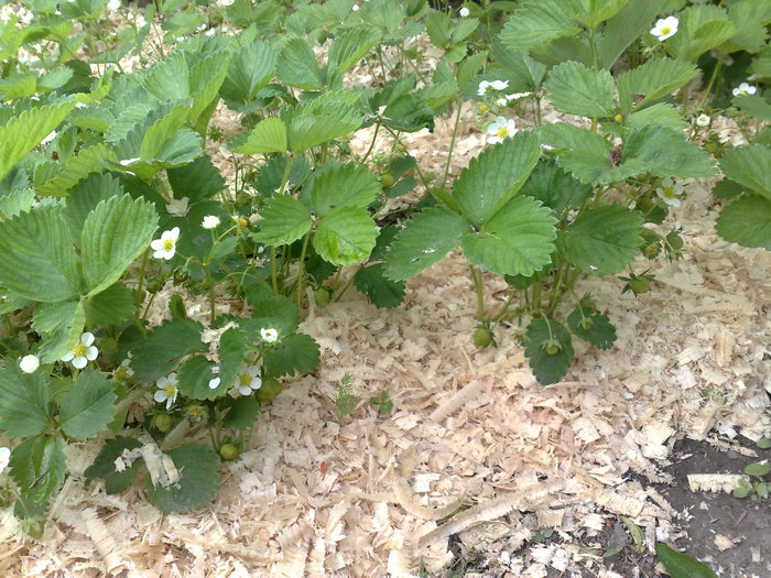 mulciuire la capsuni - Pomii si arbusti fructiferi