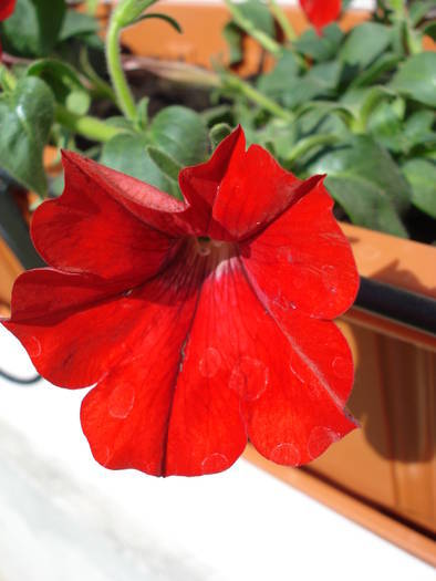 Petunia Surfinia Red (2009, May 09) - PETUNIA Simple