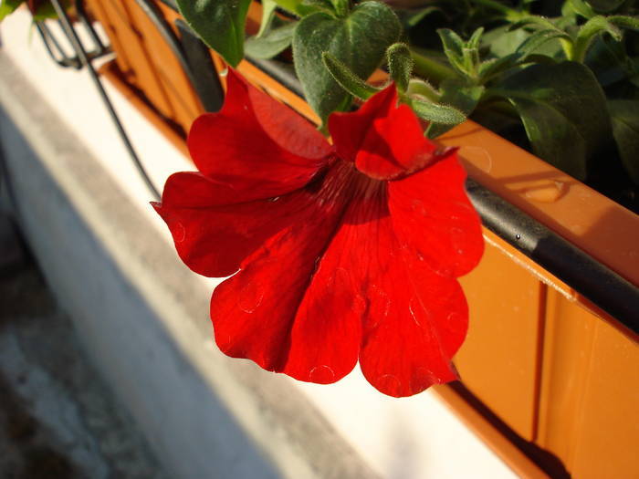 Petunia Surfinia Red (2009, May 09)