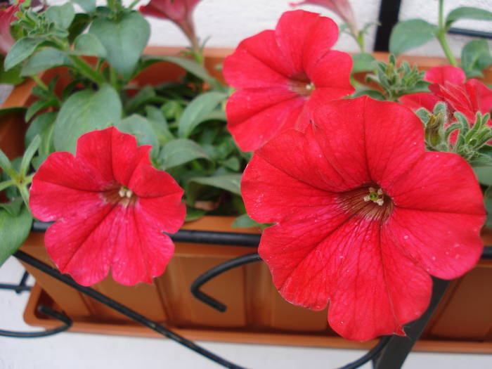 Petunia Surfinia Red (2009, May 13)