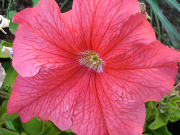 Salmon Petunia (2010, May 11) - PETUNIA Simple