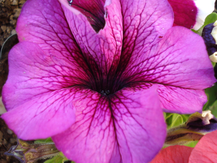 Violet Petunia (2010, May 11) - PETUNIA Simple