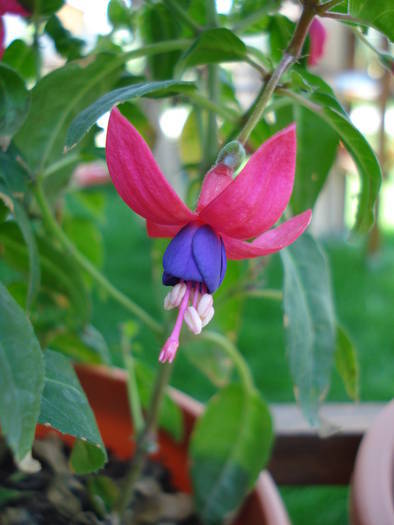 Fuchsia Cobalt (2009, May 27)