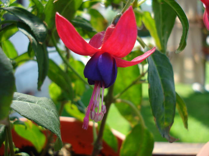 Fuchsia Cobalt (2009, May 28) - Fuchsia Cobalt