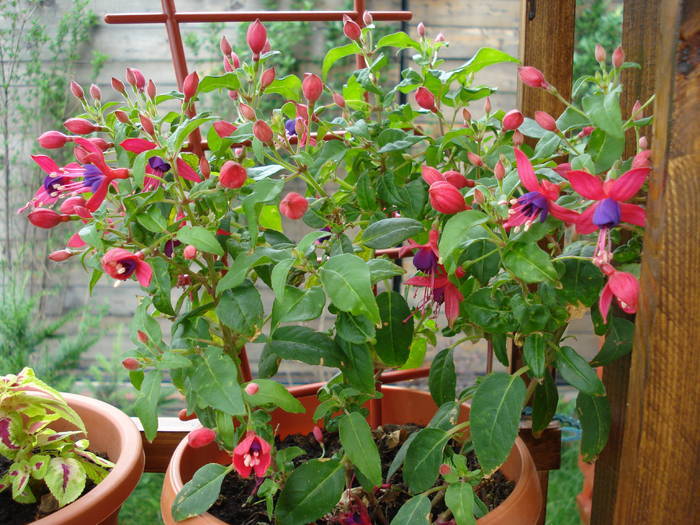 Fuchsia Cobalt (2009, June 12)