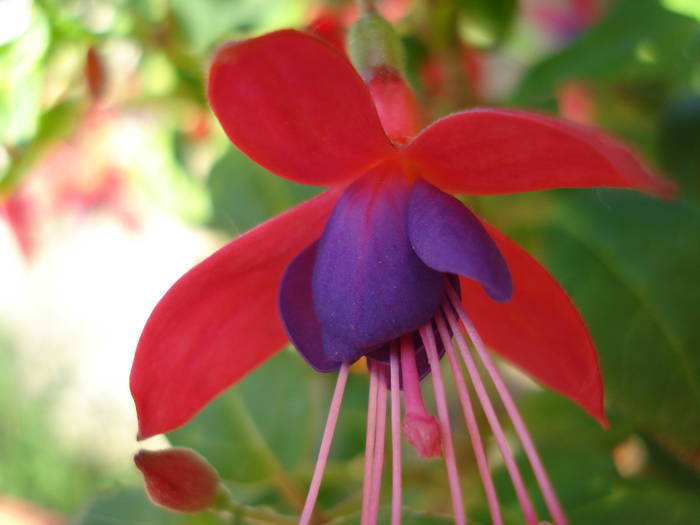 Fuchsia Cobalt (2009, June 13)