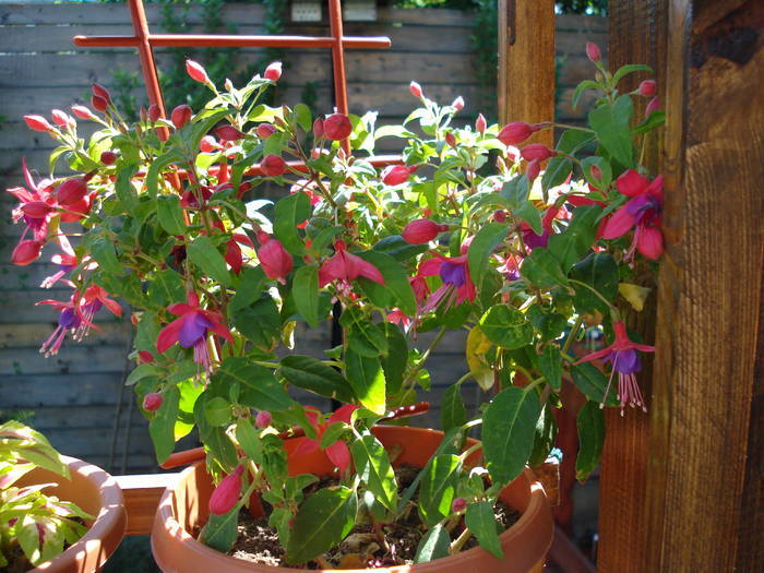 Fuchsia Cobalt (2009, June 15) - Fuchsia Cobalt