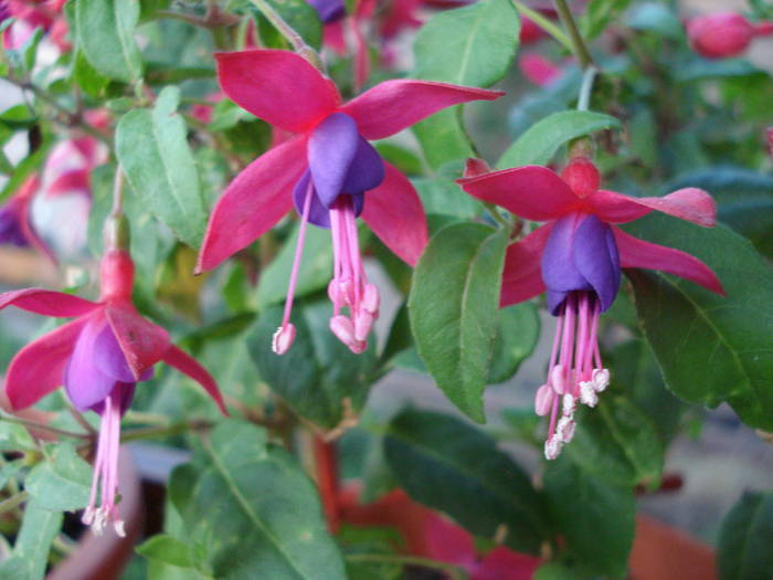 Fuchsia Cobalt (2009, June 16) - Fuchsia Cobalt