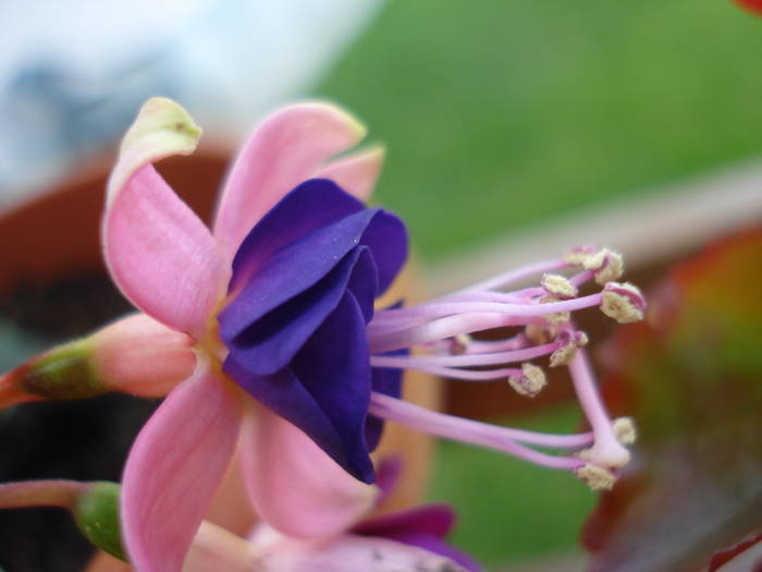 Fuchsia Border Queen (2009, June 16) - Fuchsia Border Queen