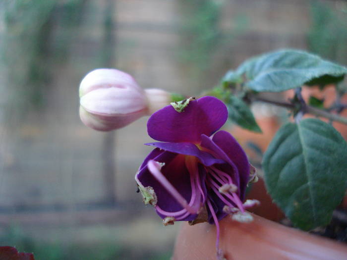 Fuchsia Border Queen (2009, June 16)