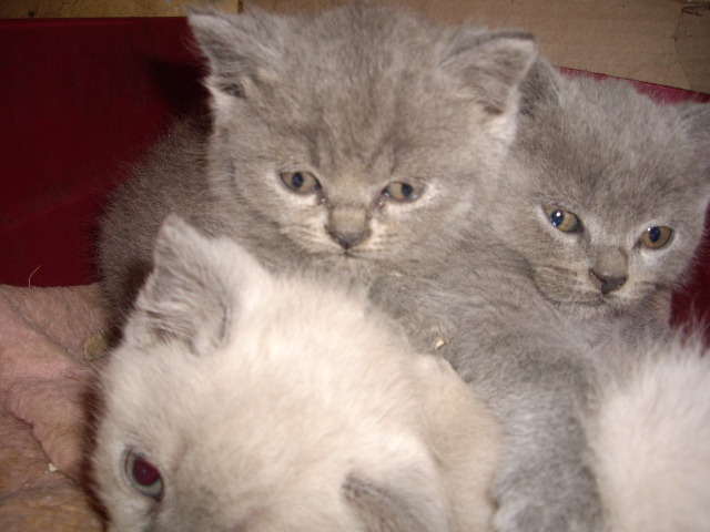 British Shorthair; 7 sapt Lulu pui
