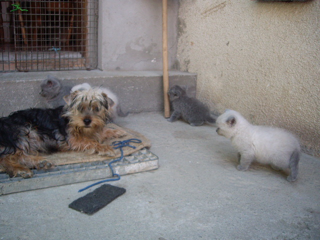 yorky si britt; Tory si pui Lulu
