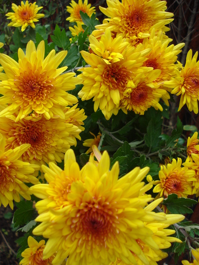 Orange Chrysanthemum (2009, Nov.12) - Orange Chrysanthemum