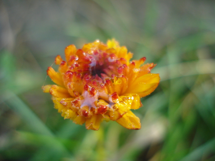 Orange Chrysanthemum (2009, Nov.21) - Orange Chrysanthemum