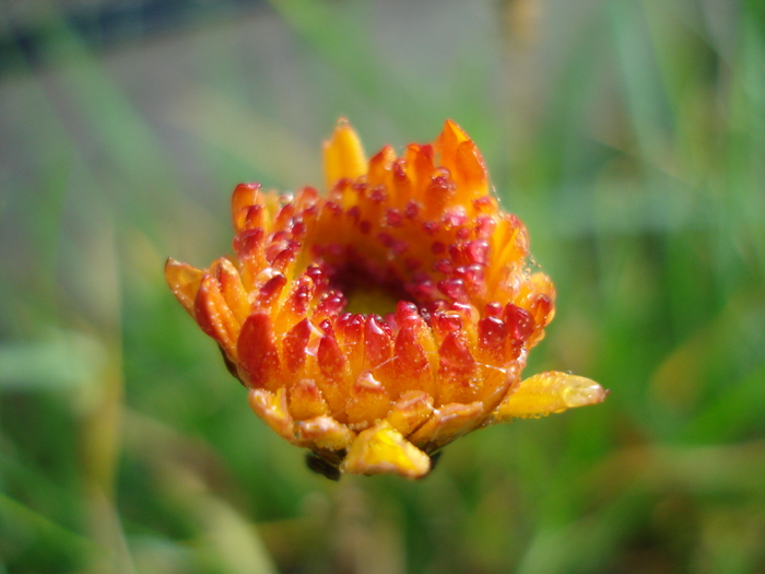 Orange Chrysanthemum (2009, Nov.21)