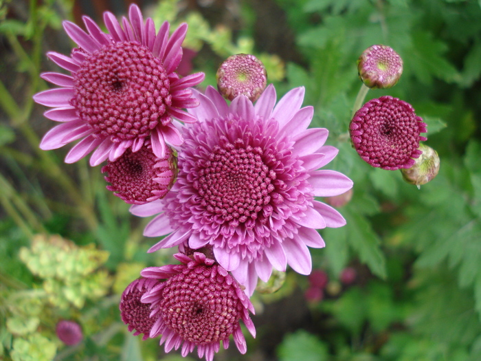 Pink Chrysanthemum (2009, Oct.25) - Pink Chrysanthemum