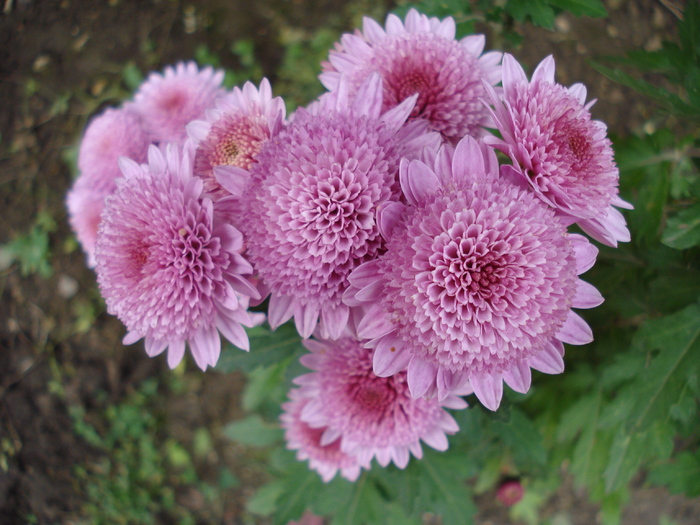 Pink Chrysanthemum (2009, Nov.12) - Pink Chrysanthemum