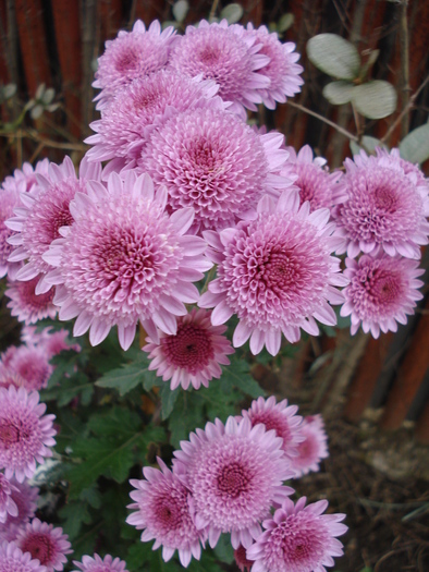 Pink Chrysanthemum (2009, Nov.12)