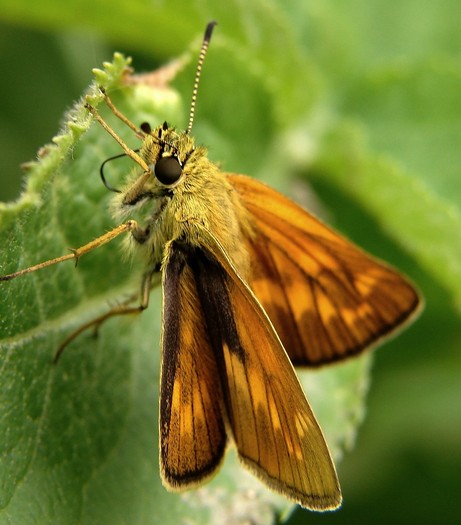 Mititel - Animalutele mele