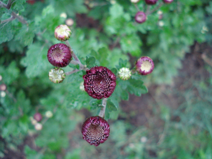 Purple Chrysanthemum (2009, Oct.17) - Purple Chrysanthemum