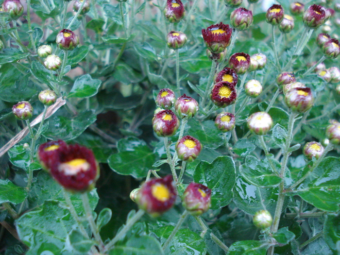 Red & Yellow Chrysanth (2009, Oct.17)