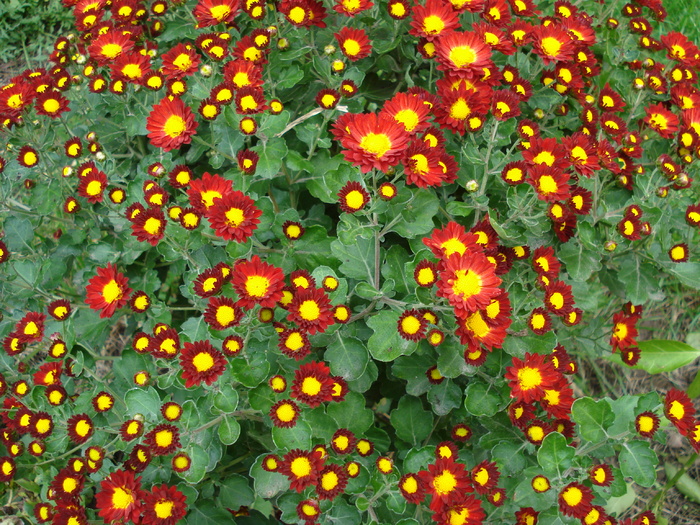 Red & Yellow Chrysanth (2009, Oct.25) - Red Yellow Chrysanthemum