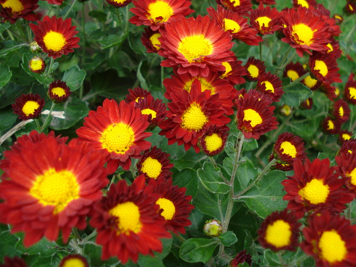 Red & Yellow Chrysanth (2009, Oct.25) - Red Yellow Chrysanthemum