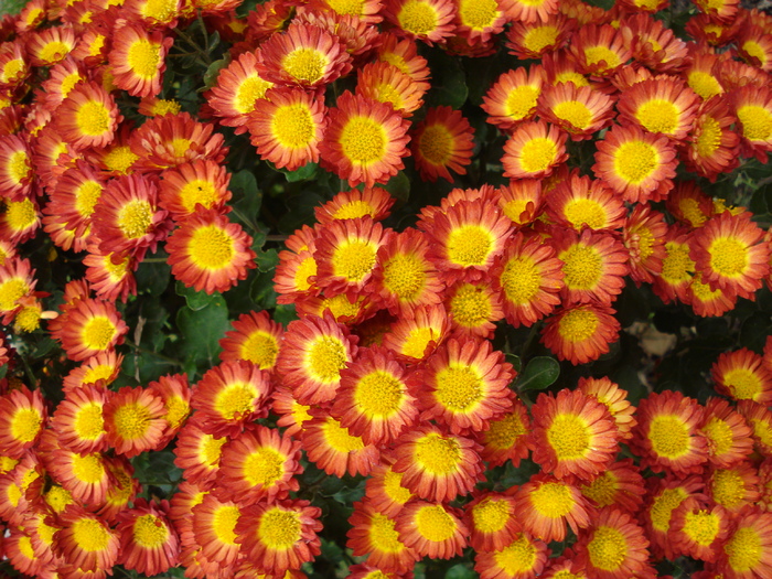Red & Yellow Chrysanth (2009, Nov.12) - Red Yellow Chrysanthemum