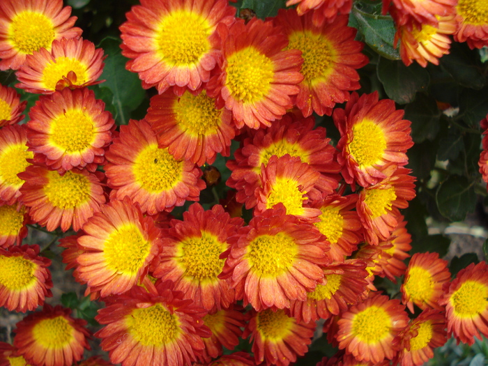 Red & Yellow Chrysanth (2009, Nov.12) - Red Yellow Chrysanthemum
