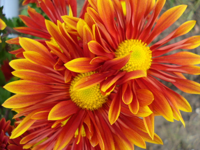 Red & Yellow Chrysanth (2009, Nov.12) - Red Yellow Chrysanthemum