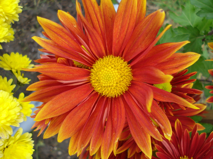 Red & Yellow Chrysanth (2009, Nov.12)