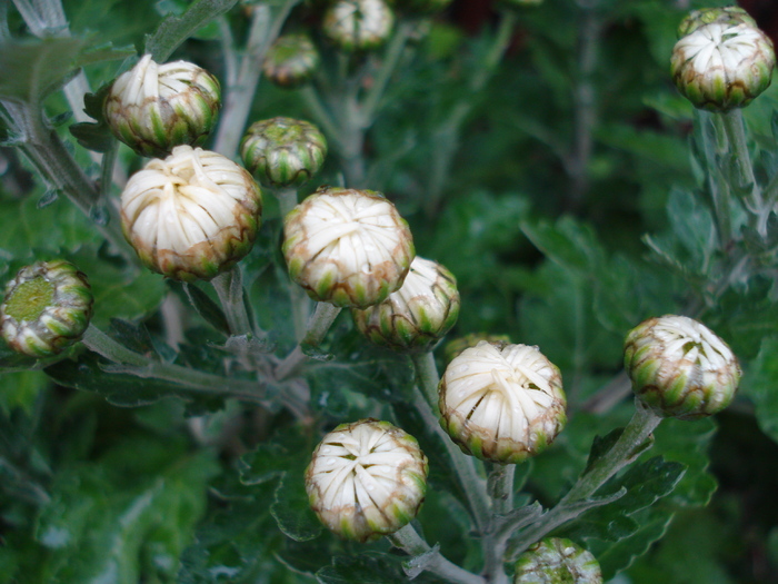 White Chrysanthemum (2009, Oct.17) - White Chrysanthemum