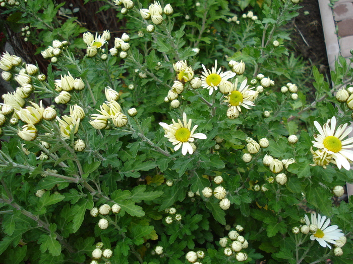 White Chrysanthemum (2009, Oct.25) - White Chrysanthemum