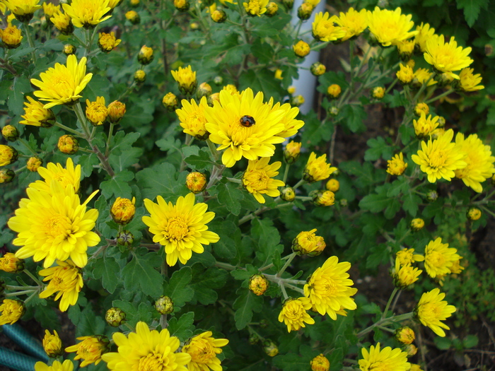 Yellow Chrysanthemum (2009, Oct.25) - Yellow Chrysanthemum