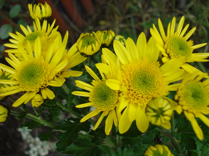 Yellow Chrysanthemum (2009, Nov.12) - Yellow Chrysanthemum