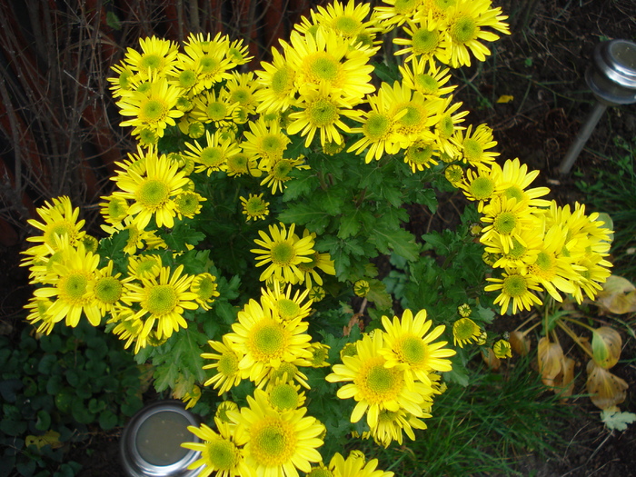 Yellow Chrysanthemum (2009, Nov.12) - Yellow Chrysanthemum