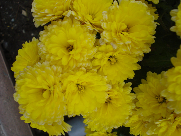 Yellow Chrysanthemum (2009, Nov.12) - Yellow Chrysanthemum