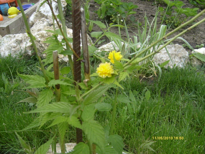 trandafir - gradina mea 2010