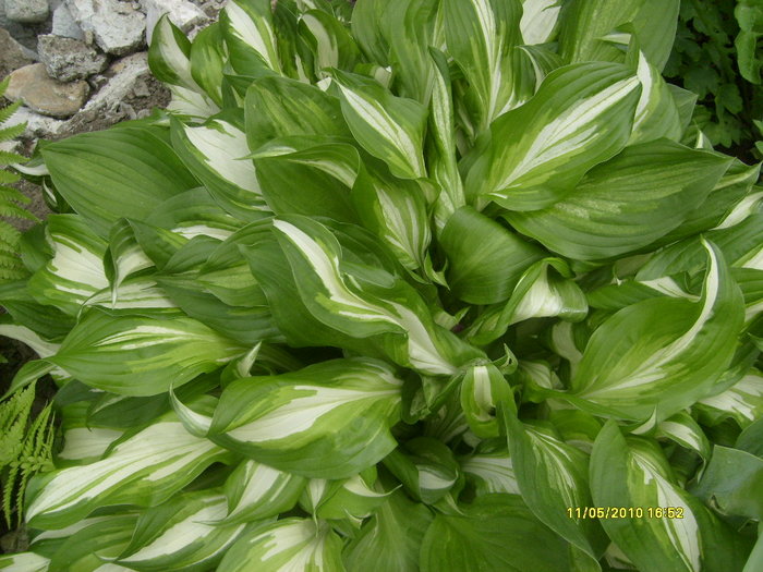 S6303494 - gradina mea 2010