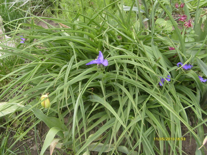S6303496 - gradina mea 2010