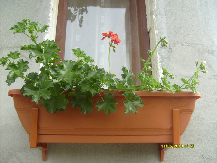 S6303499 - gradina mea 2010