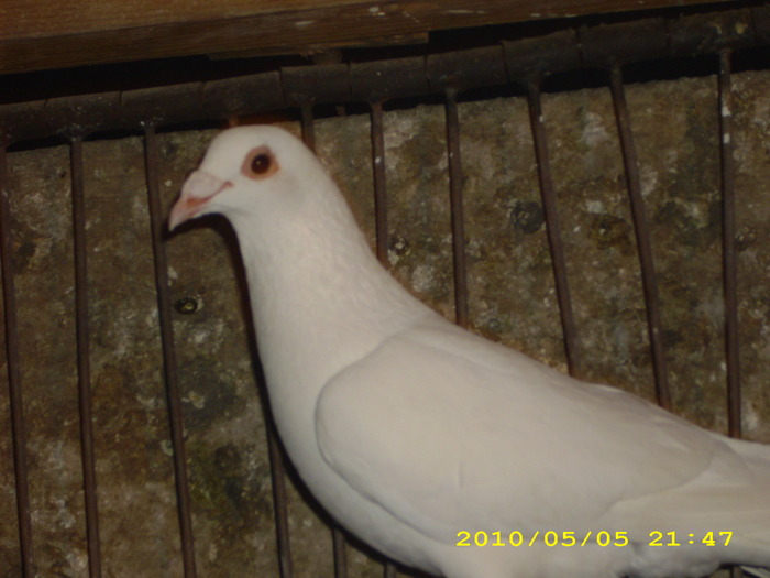 DSCI0911 - voiajori albi