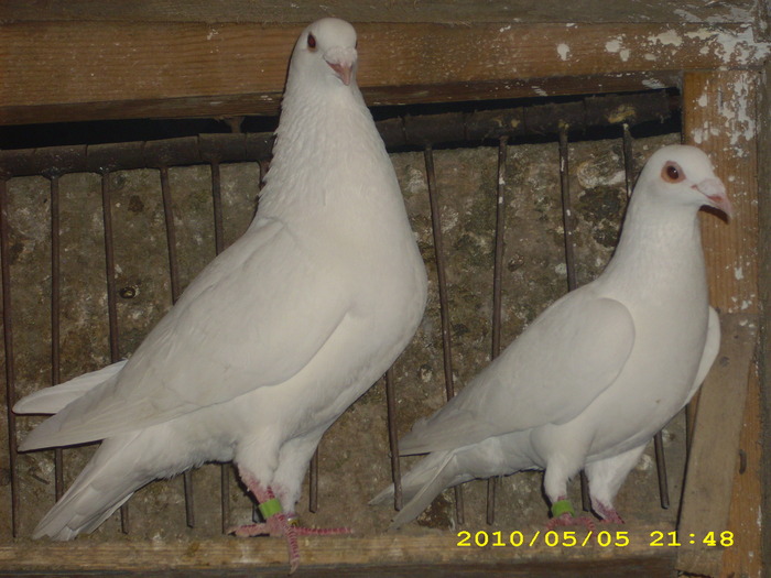 DSCI0919 - voiajori albi