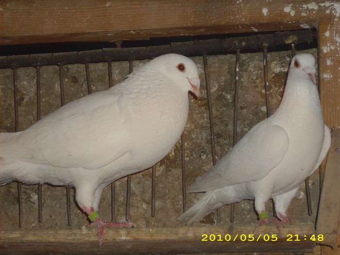 DSCI0920 - voiajori albi