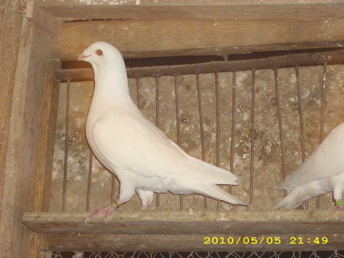 DSCI0924 - voiajori albi