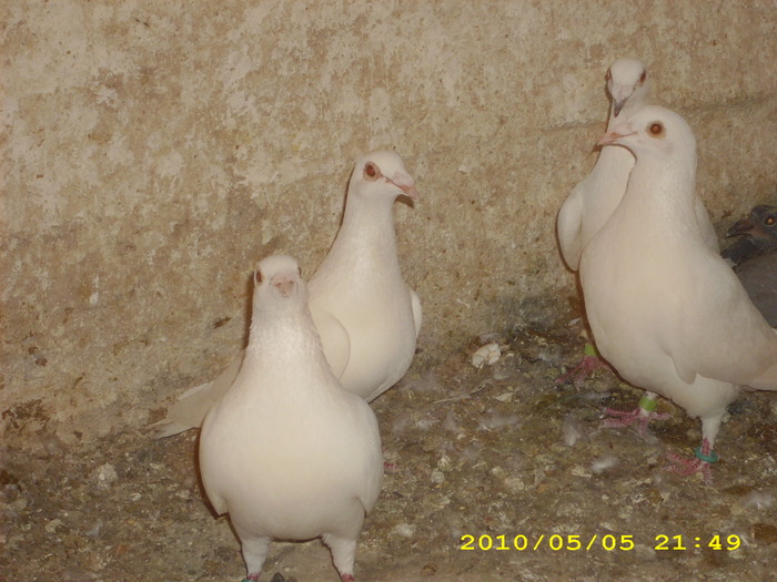 DSCI0926 - voiajori albi