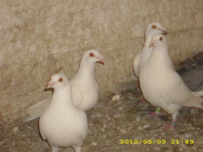 DSCI0927 - voiajori albi