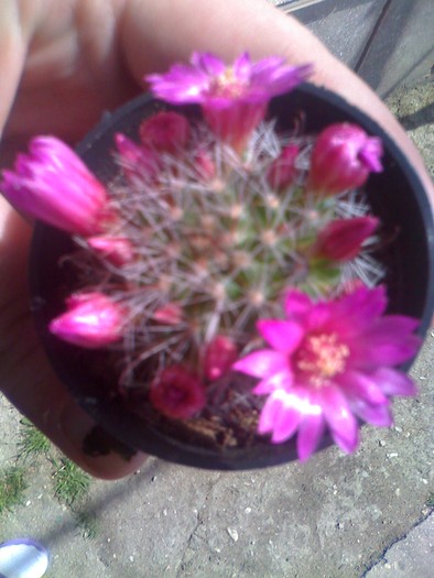 cactuselu roz - florile mele