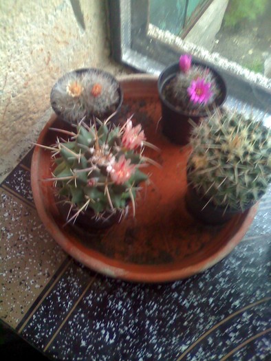 cactusi mei mikuti4 - florile mele