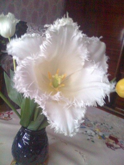 lalea alb dantelata - florile mele